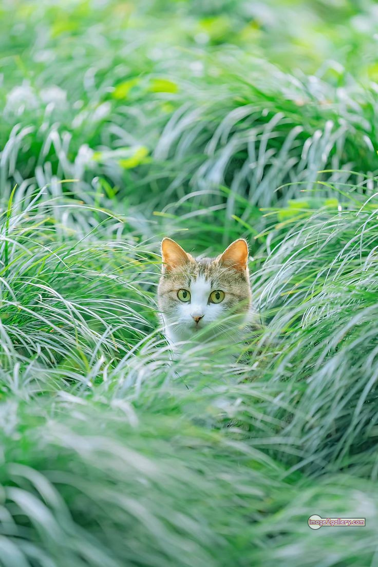 800+ Cute Cate Photos Download | Beautiful Cute Cat Images | 565 cute cat photos download -