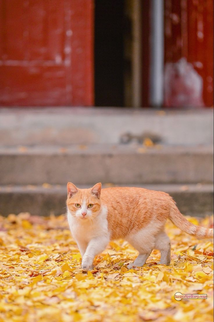 800+ Cute Cate Photos Download | Beautiful Cute Cat Images | 567 cute cat photos download -(1)