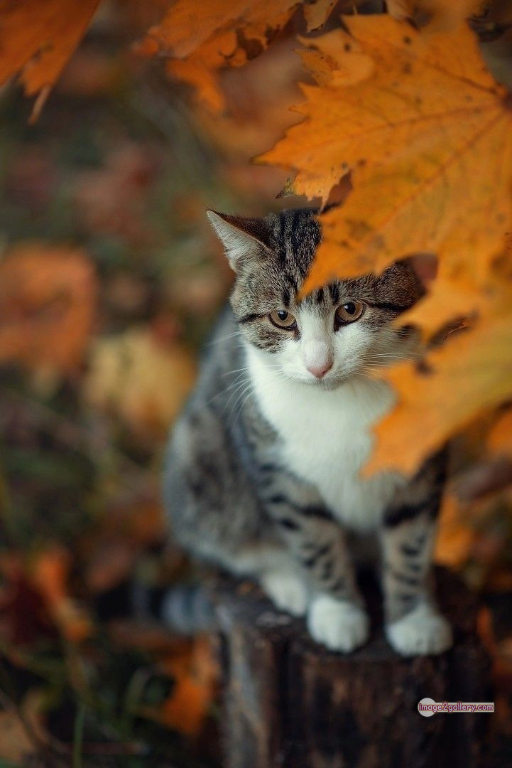800+ Cute Cate Photos Download | Beautiful Cute Cat Images | 566 cute cat photos download -(11)