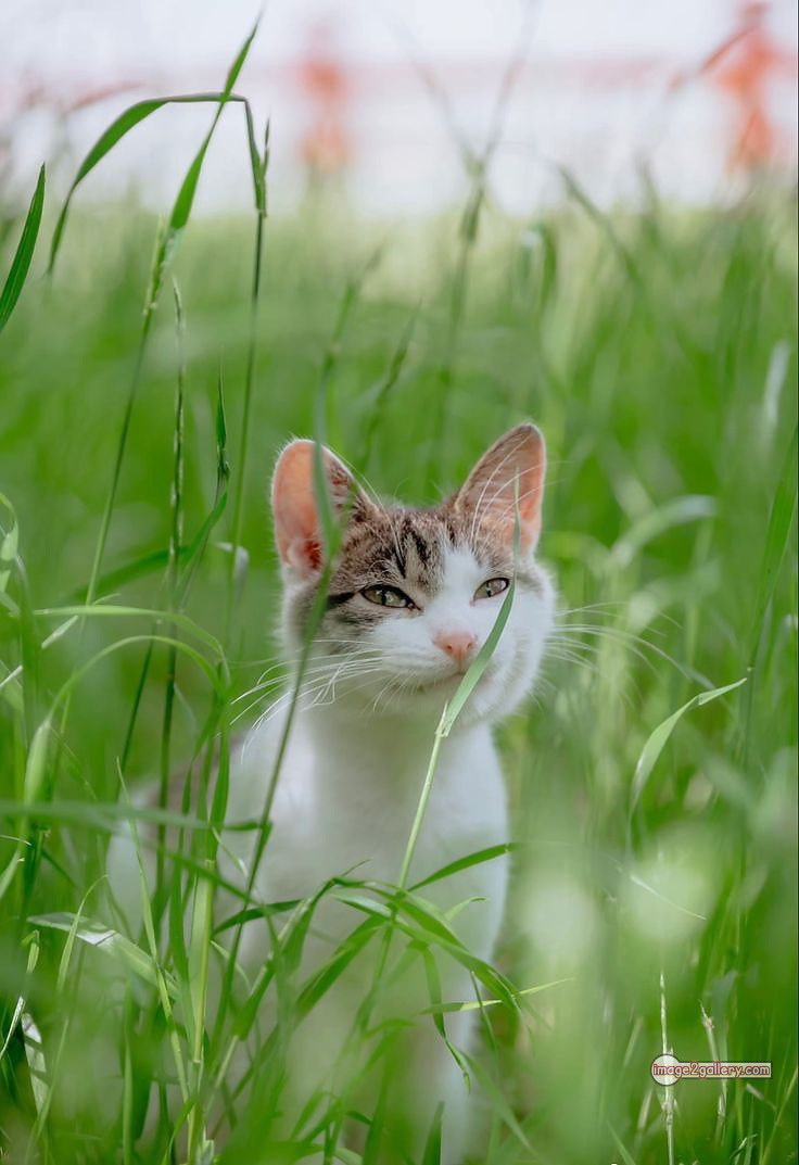 800+ Cute Cate Photos Download | Beautiful Cute Cat Images | 586 cute cat photos download -(12)