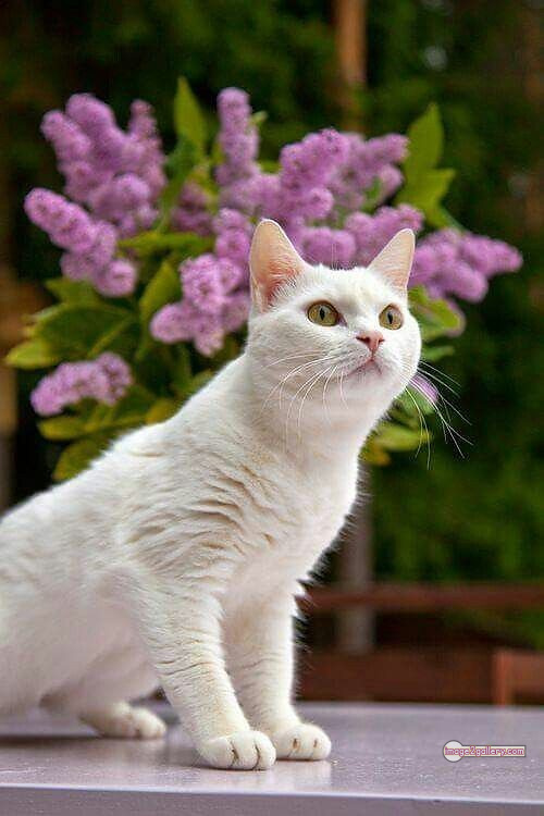 800+ Cute Cate Photos Download | Beautiful Cute Cat Images | 584 cute cat photos download -(13)