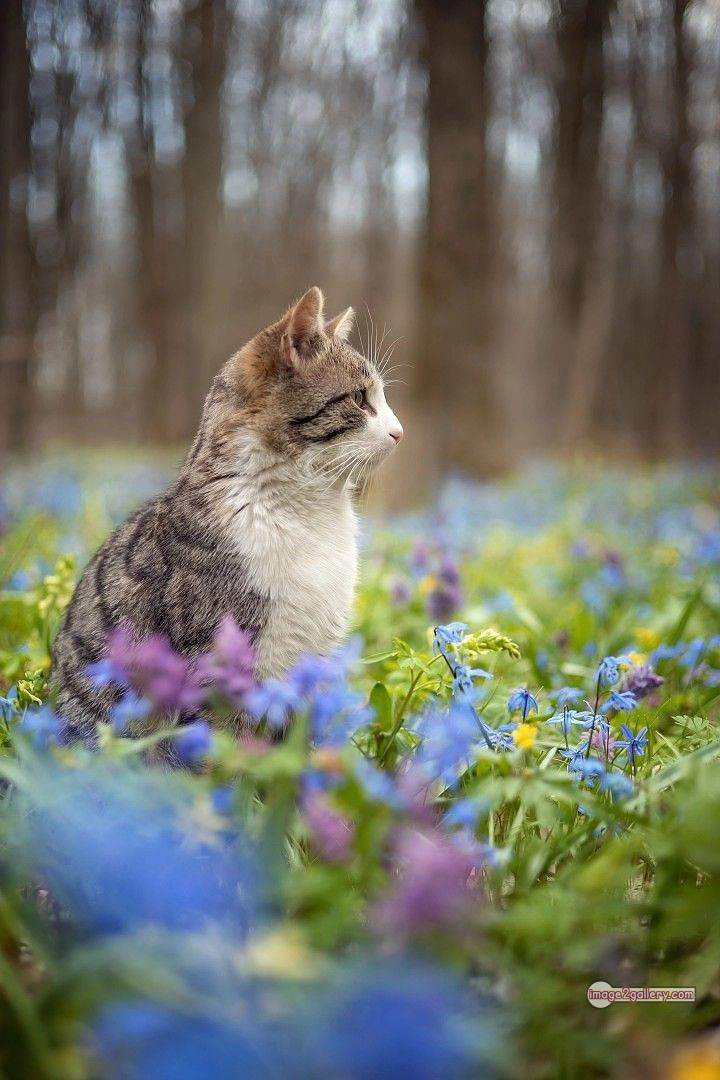 800+ Cute Cate Photos Download | Beautiful Cute Cat Images | 587 cute cat photos download -(14)