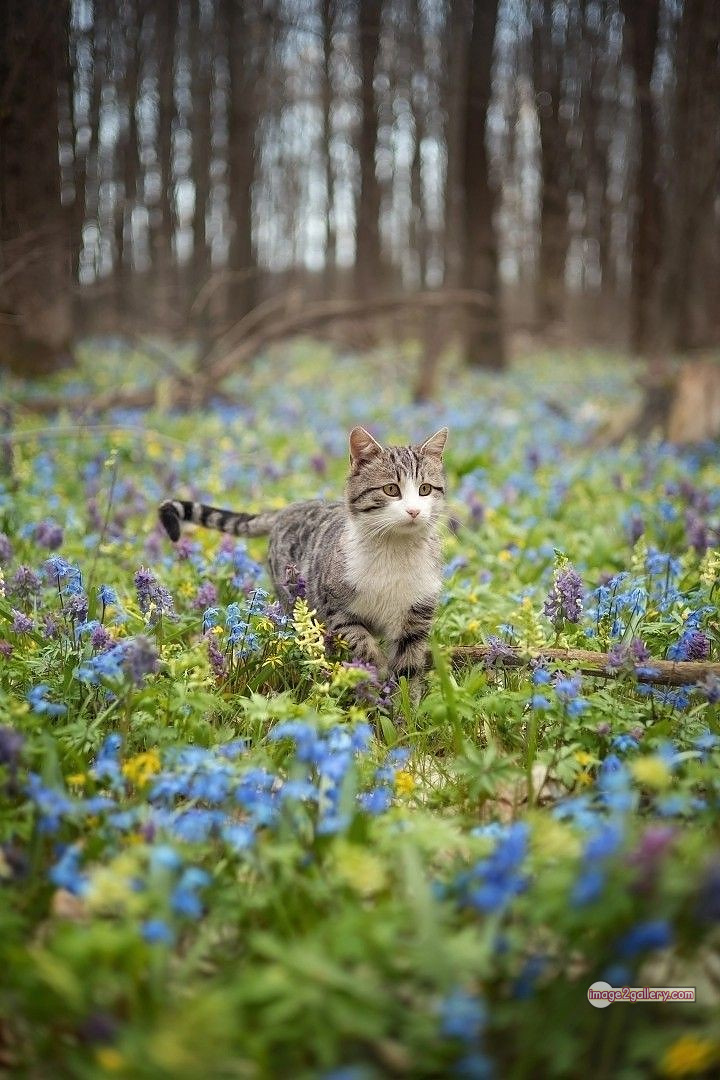 800+ Cute Cate Photos Download | Beautiful Cute Cat Images | 580 cute cat photos download -(15)