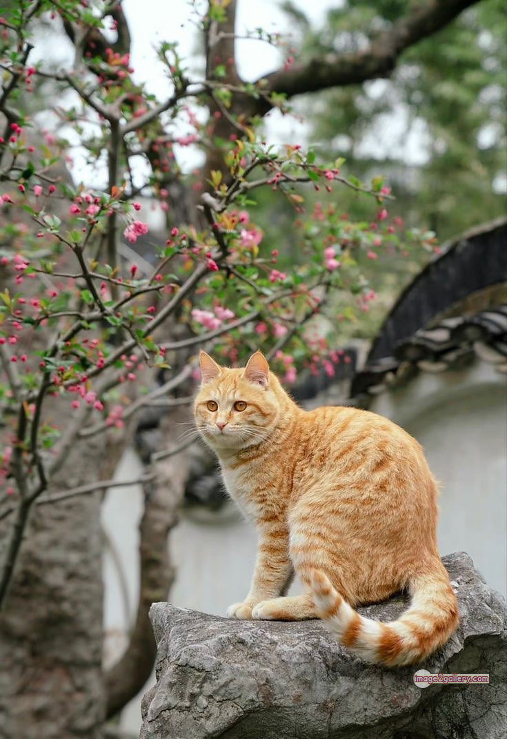 800+ Cute Cate Photos Download | Beautiful Cute Cat Images | 582 cute cat photos download -(17)