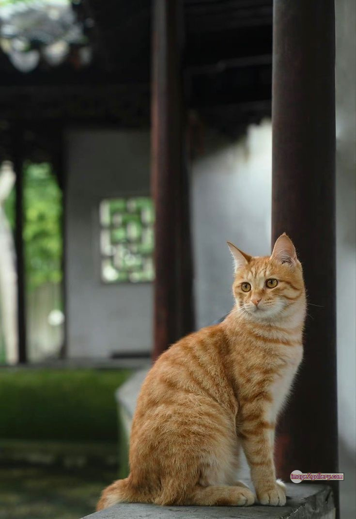 800+ Cute Cate Photos Download | Beautiful Cute Cat Images | 581 cute cat photos download -(18)