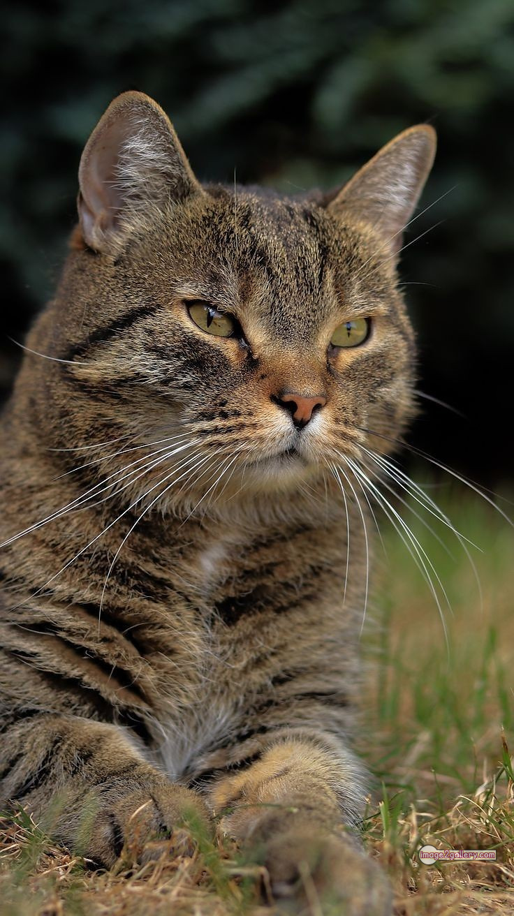 800+ Cute Cate Photos Download | Beautiful Cute Cat Images | 578 cute cat photos download -(19)