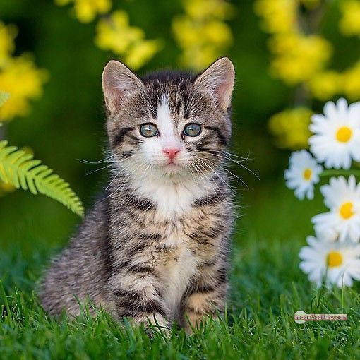 800+ Cute Cate Photos Download | Beautiful Cute Cat Images | 579 cute cat photos download -(2)