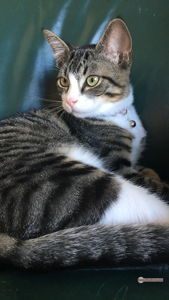 800+ Cute Cate Photos Download | Beautiful Cute Cat Images | 591 cute cat photos download -(20)