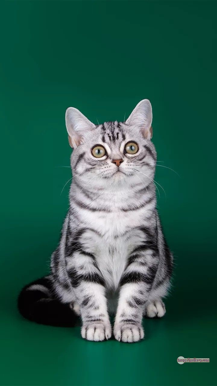 800+ Cute Cate Photos Download | Beautiful Cute Cat Images | 594 cute cat photos download -(21)