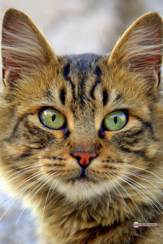 800+ Cute Cate Photos Download | Beautiful Cute Cat Images | 593 cute cat photos download -(22)