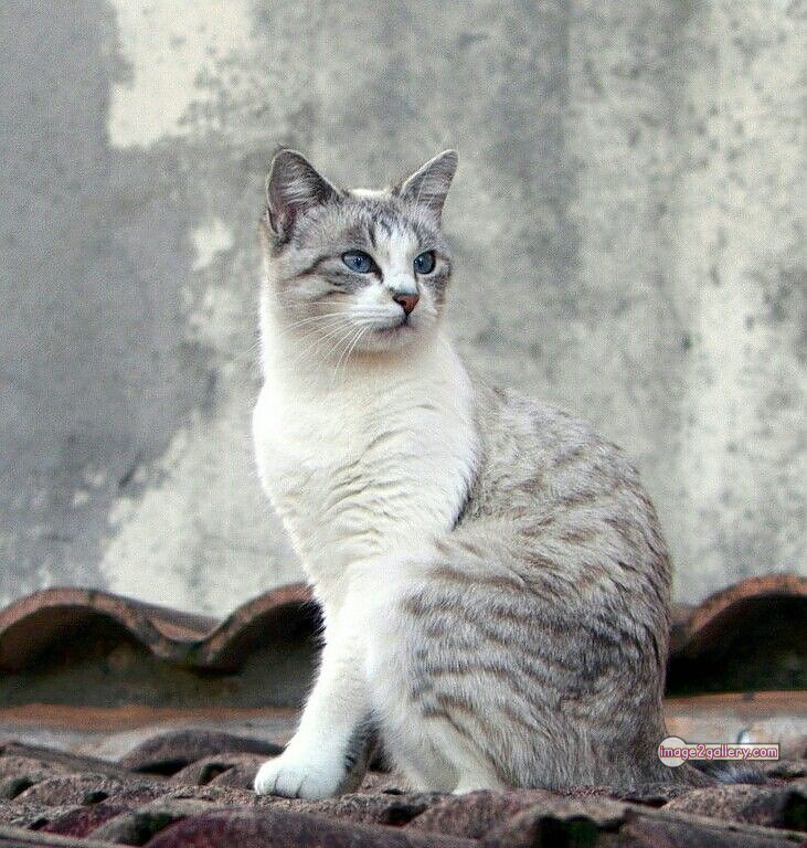 800+ Cute Cate Photos Download | Beautiful Cute Cat Images | 589 cute cat photos download -(23)