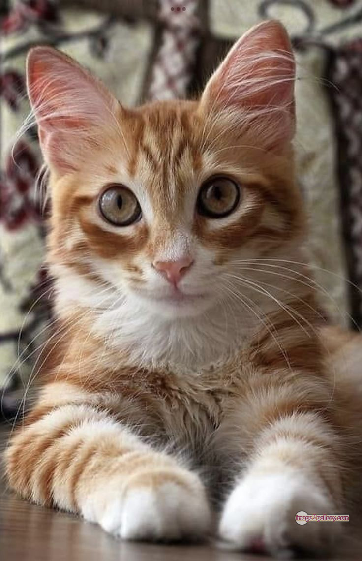800+ Cute Cate Photos Download | Beautiful Cute Cat Images | 588 cute cat photos download -(24)