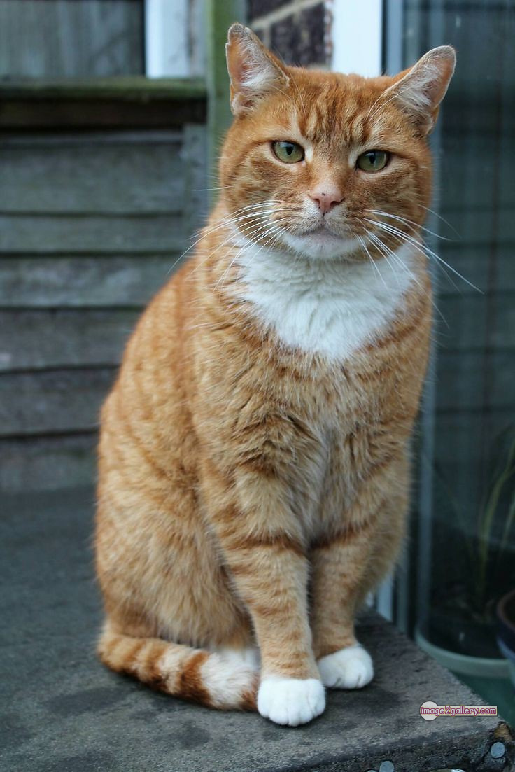 800+ Cute Cate Photos Download | Beautiful Cute Cat Images | 585 cute cat photos download -(25)