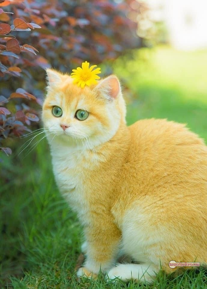 800+ Cute Cate Photos Download | Beautiful Cute Cat Images | 576 cute cat photos download -(3)