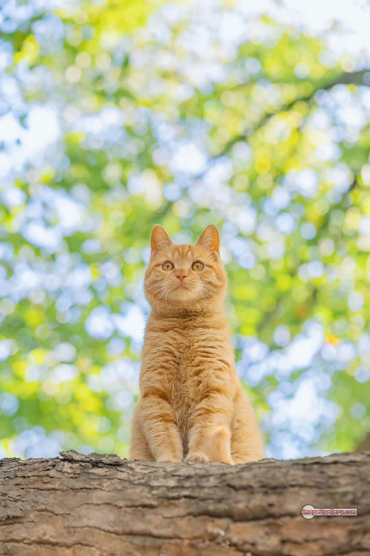 800+ Cute Cate Photos Download | Beautiful Cute Cat Images | 577 cute cat photos download -(4)