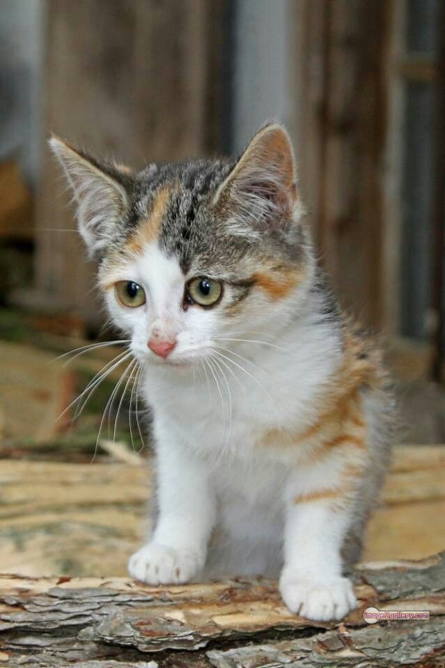 800+ Cute Cate Photos Download | Beautiful Cute Cat Images | 573 cute cat photos download -(5)