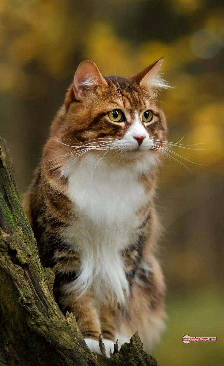 800+ Cute Cate Photos Download | Beautiful Cute Cat Images | 575 cute cat photos download -(6)