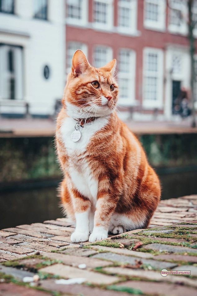 800+ Cute Cate Photos Download | Beautiful Cute Cat Images | 571 cute cat photos download -(7)