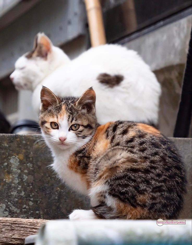 800+ Cute Cate Photos Download | Beautiful Cute Cat Images | 462 cute cat photos for dp -(10)