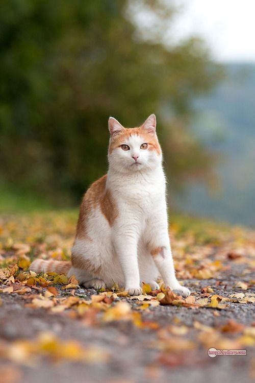 800+ Cute Cate Photos Download | Beautiful Cute Cat Images | 463 cute cat photos for dp -(11)