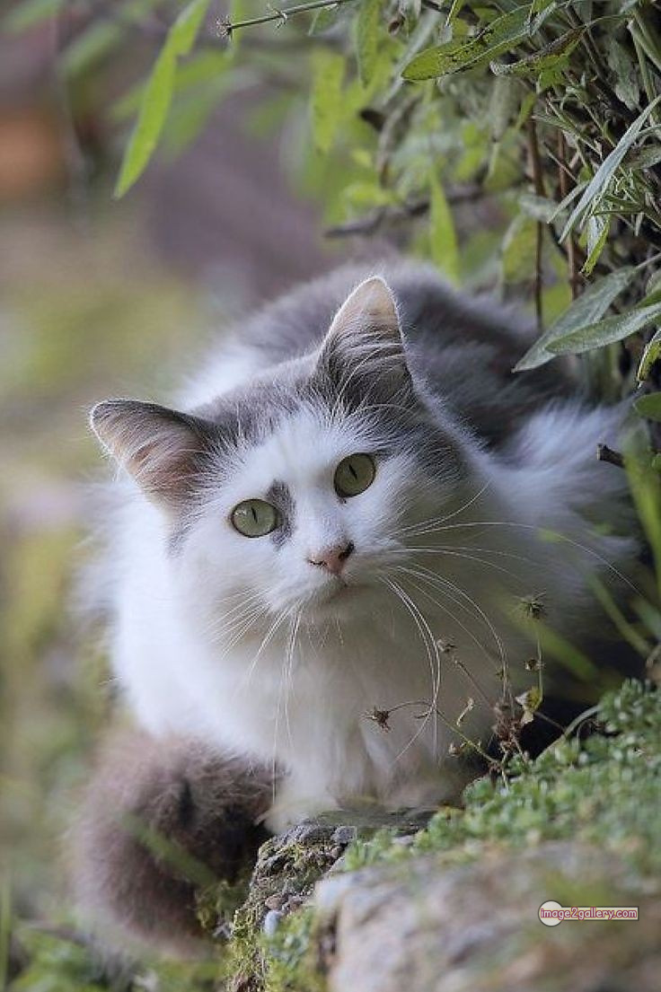 800+ Cute Cate Photos Download | Beautiful Cute Cat Images | 267 cute cat photos for dp -(12)