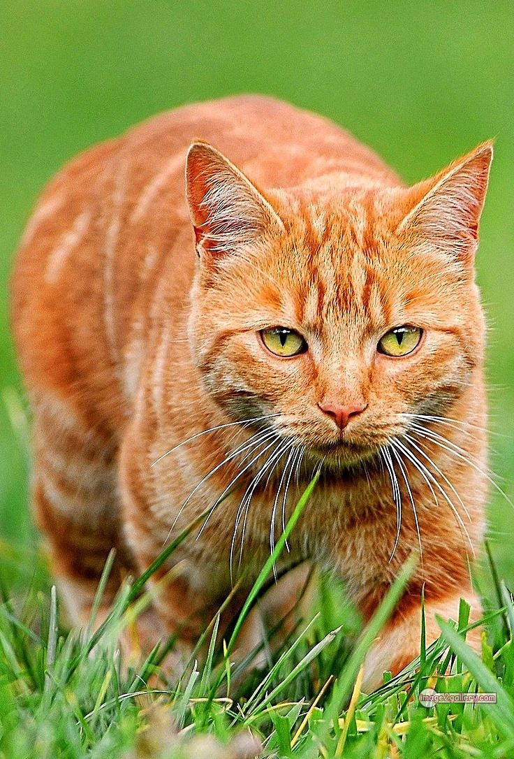 800+ Cute Cate Photos Download | Beautiful Cute Cat Images | 266 cute cat photos for dp -(19)