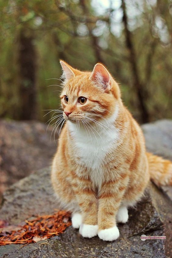 800+ Cute Cate Photos Download | Beautiful Cute Cat Images | 254 cute cat photos for dp -(4)