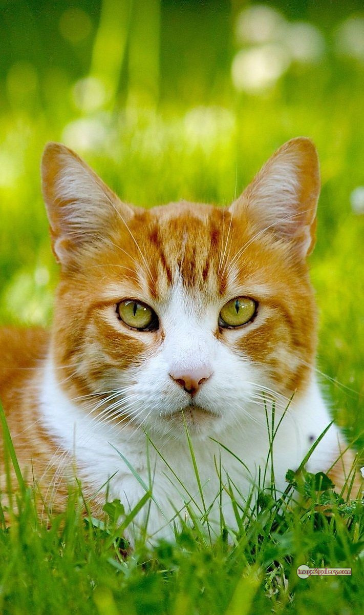 800+ Cute Cate Photos Download | Beautiful Cute Cat Images | 255 cute cat photos for dp -(5)