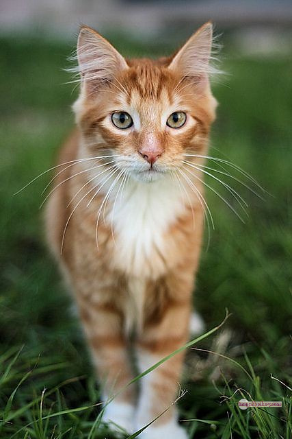 800+ Cute Cate Photos Download | Beautiful Cute Cat Images | 270 cute cat photos for dp -(7)