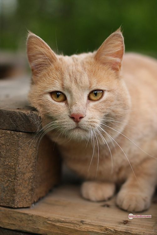 800+ Cute Cate Photos Download | Beautiful Cute Cat Images | 174 cute cat photos for whatsapp dp -
