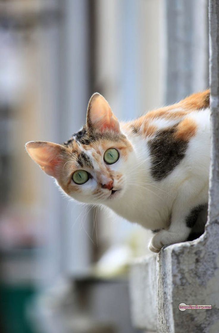 800+ Cute Cate Photos Download | Beautiful Cute Cat Images | 172 cute cat photos for whatsapp dp -(1)