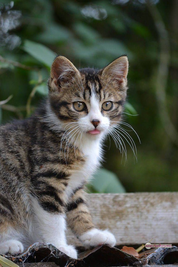 800+ Cute Cate Photos Download | Beautiful Cute Cat Images | 95 cute cat photos for whatsapp dp -(12)