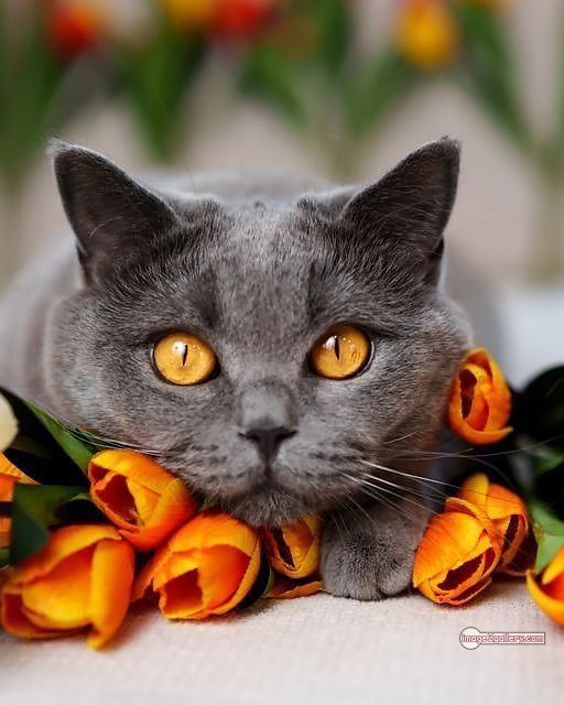 800+ Cute Cate Photos Download | Beautiful Cute Cat Images | 94 cute cat photos for whatsapp dp -(13)