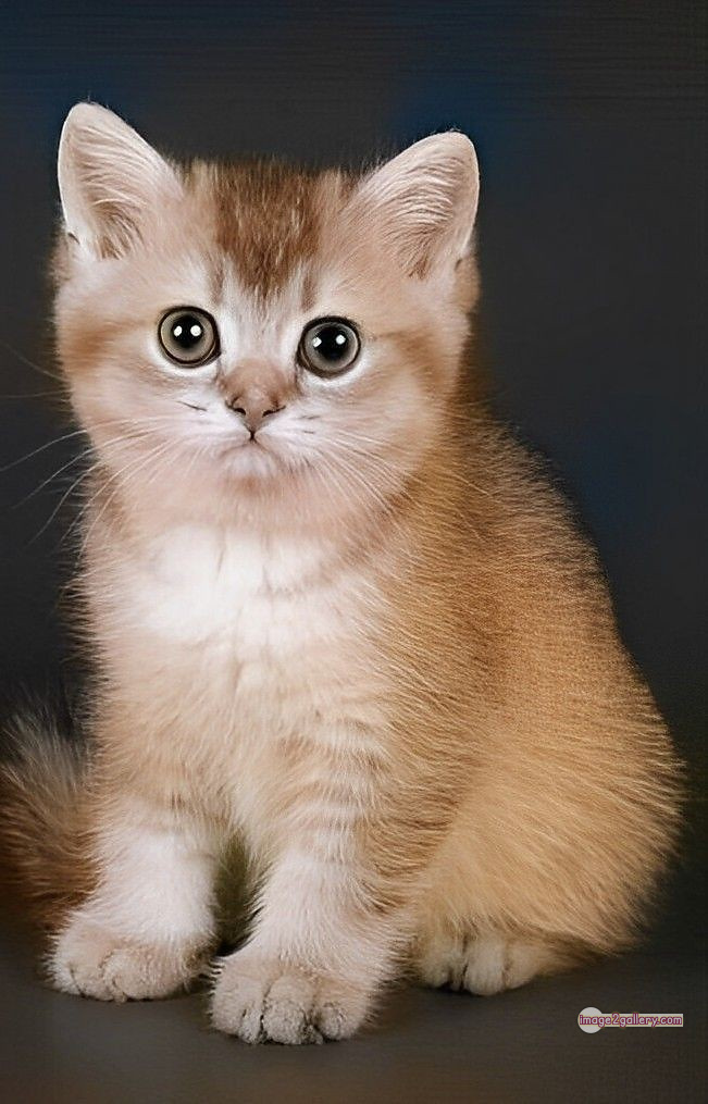 800+ Cute Cate Photos Download | Beautiful Cute Cat Images | 170 cute cat photos for whatsapp dp -(16)