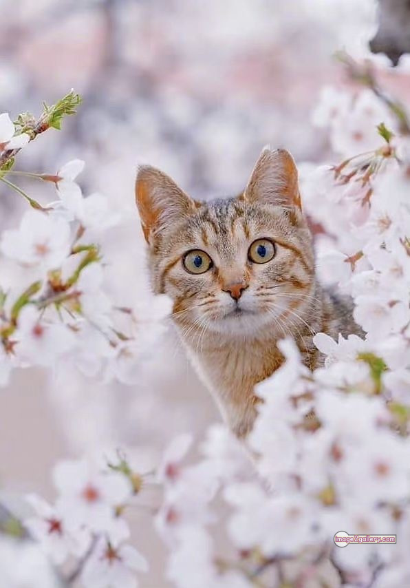 800+ Cute Cate Photos Download | Beautiful Cute Cat Images | 173 cute cat photos for whatsapp dp -(2)