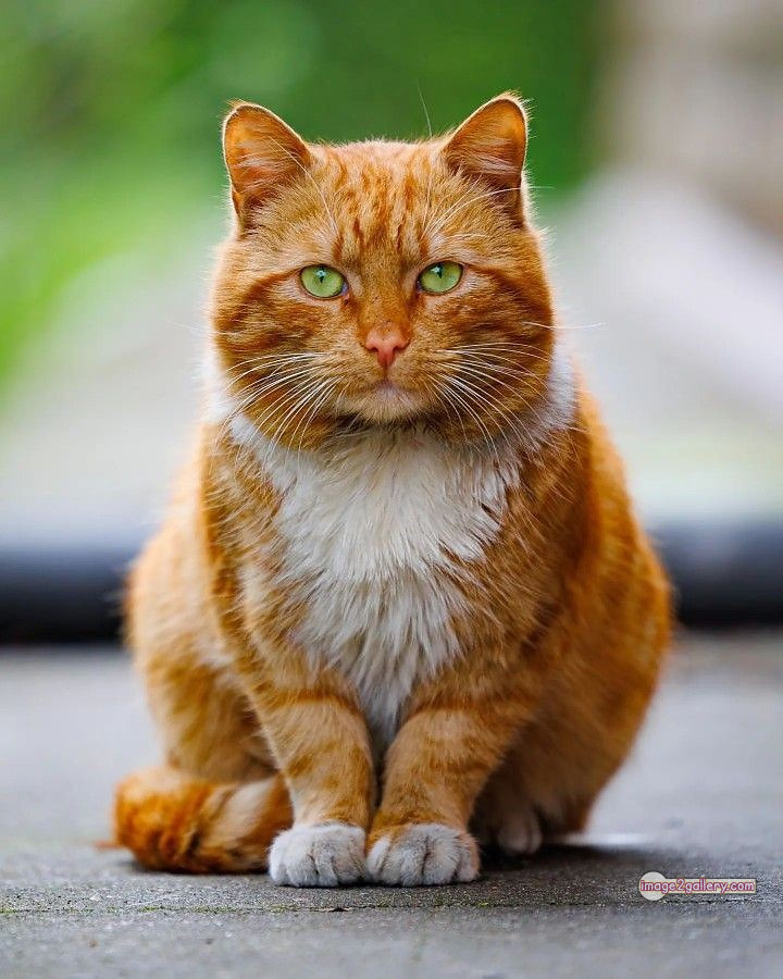 800+ Cute Cate Photos Download | Beautiful Cute Cat Images | 19 cute cat photos for whatsapp dp -(3)