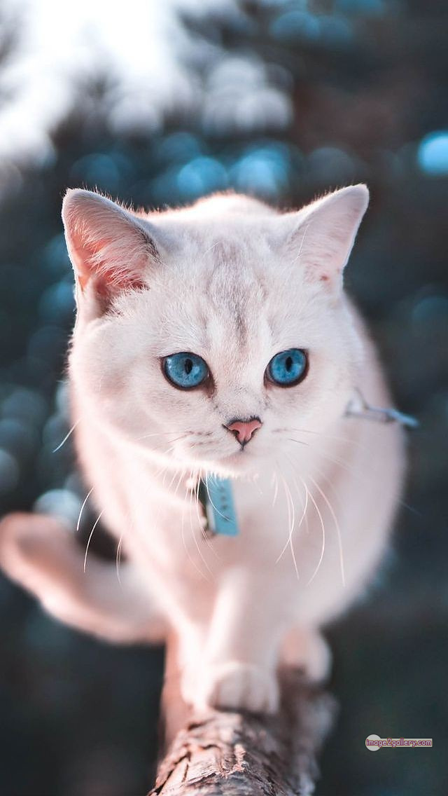 800+ Cute Cate Photos Download | Beautiful Cute Cat Images | 175 cute cat photos for whatsapp dp -(4)