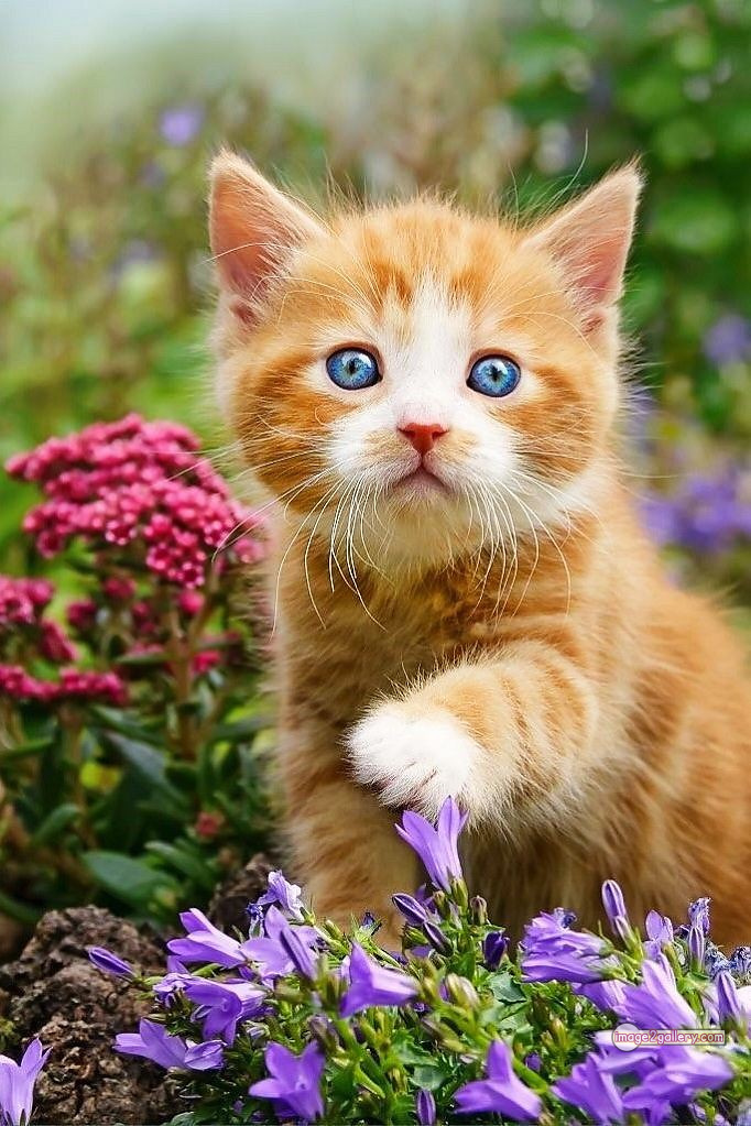 800+ Cute Cate Photos Download | Beautiful Cute Cat Images | 53 cute cat photos for whatsapp dp -(5)