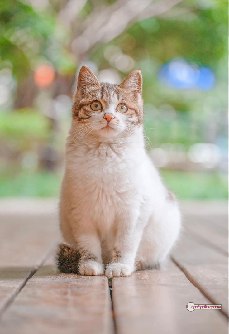 800+ Cute Cate Photos Download | Beautiful Cute Cat Images | 50 cute cat photos for whatsapp dp -(9)
