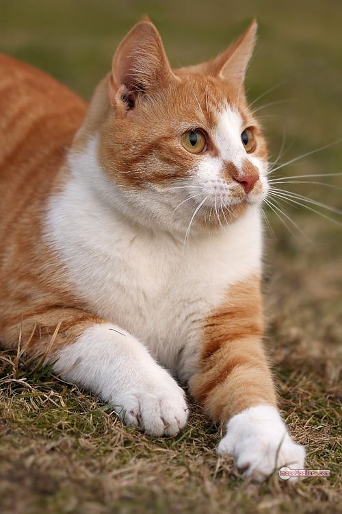 800+ Cute Cate Photos Download | Beautiful Cute Cat Images | 669 cute cat picture -