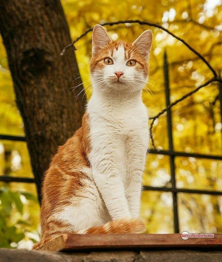 800+ Cute Cate Photos Download | Beautiful Cute Cat Images | 664 cute cat picture -(1)