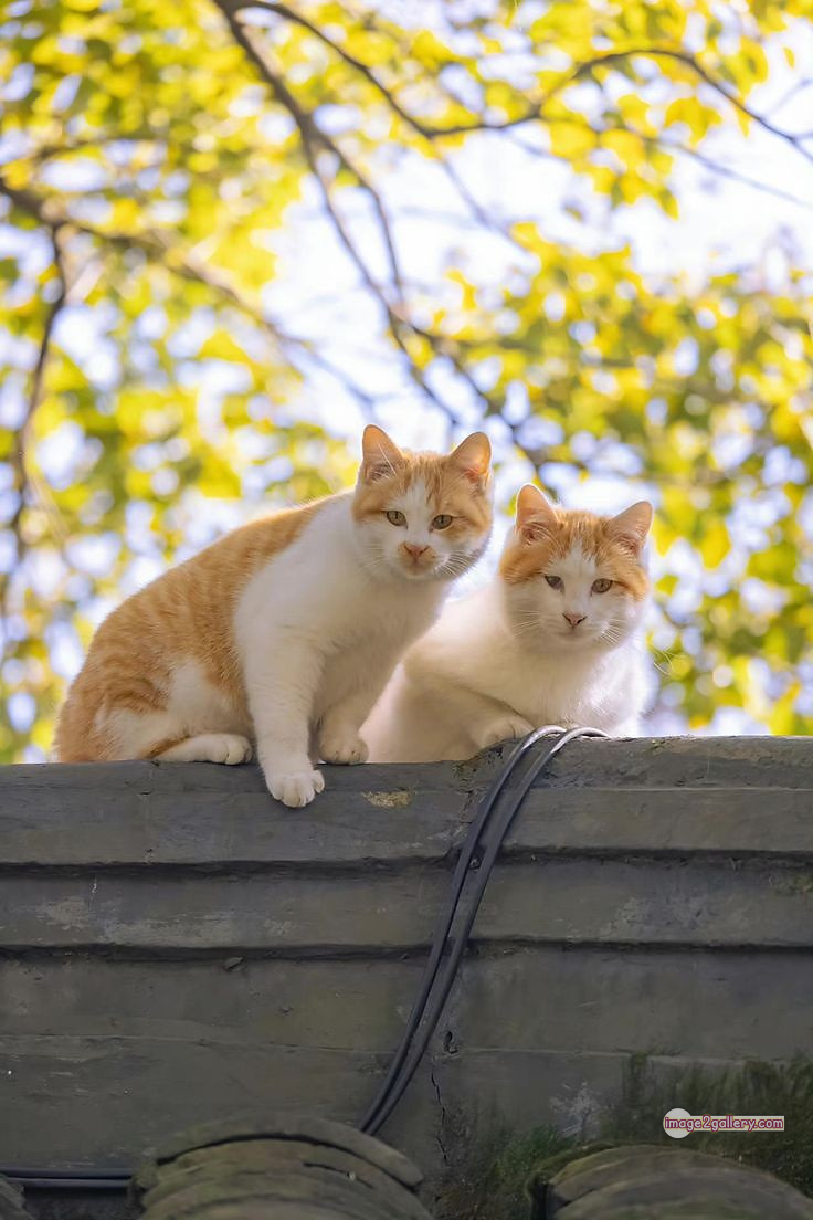 800+ Cute Cate Photos Download | Beautiful Cute Cat Images | 685 cute cat picture -(10)
