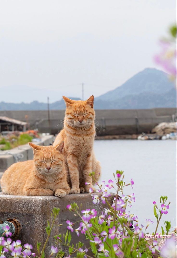 800+ Cute Cate Photos Download | Beautiful Cute Cat Images | 683 cute cat picture -(11)