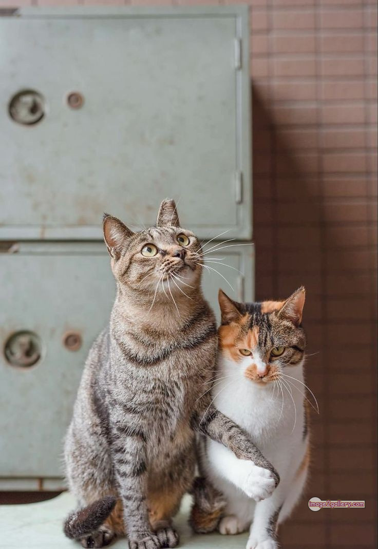 800+ Cute Cate Photos Download | Beautiful Cute Cat Images | 717 cute cat picture -(12)