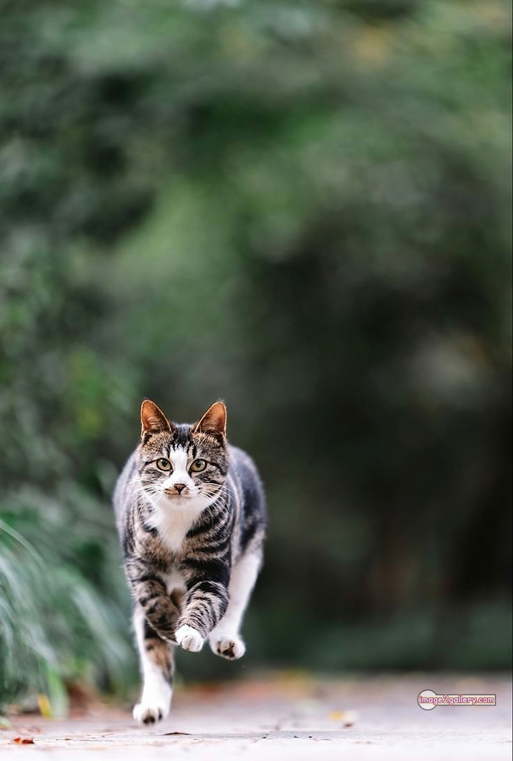 800+ Cute Cate Photos Download | Beautiful Cute Cat Images | 684 cute cat picture -(13)