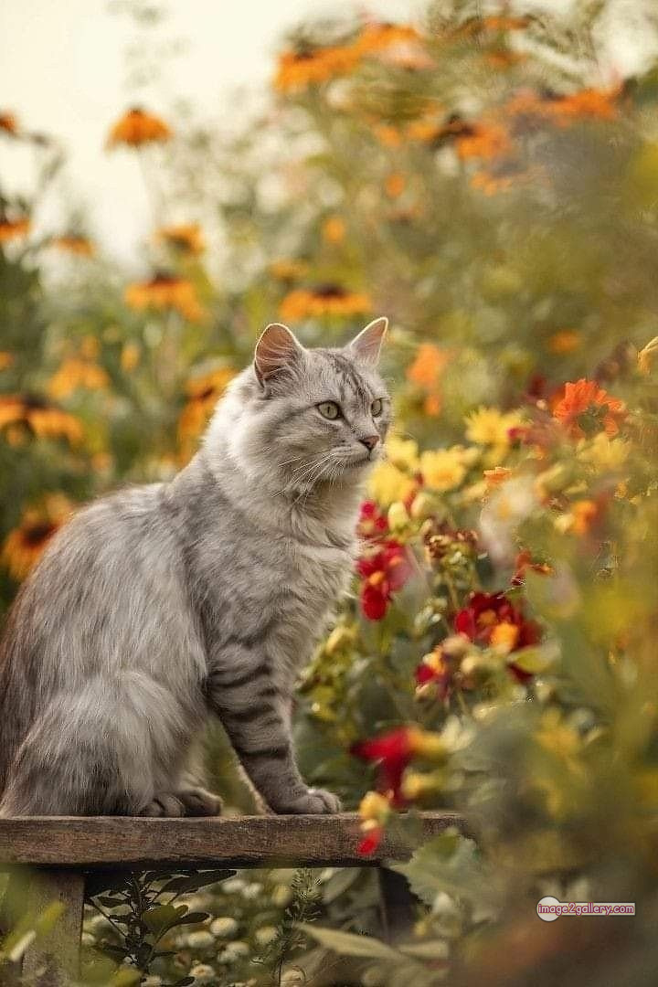 800+ Cute Cate Photos Download | Beautiful Cute Cat Images | 682 cute cat picture -(14)