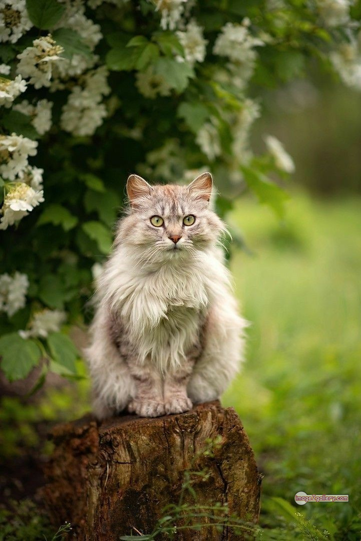 800+ Cute Cate Photos Download | Beautiful Cute Cat Images | 672 cute cat picture -(15)