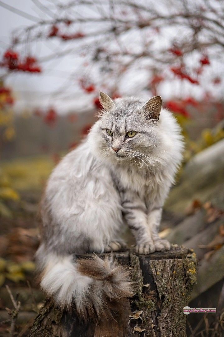 800+ Cute Cate Photos Download | Beautiful Cute Cat Images | 680 cute cat picture -(16)