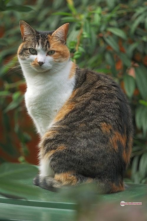 800+ Cute Cate Photos Download | Beautiful Cute Cat Images | 686 cute cat picture -(17)