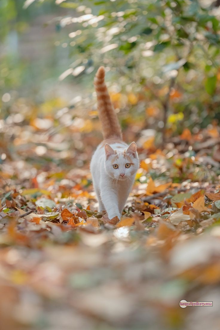 800+ Cute Cate Photos Download | Beautiful Cute Cat Images | 678 cute cat picture -(18)